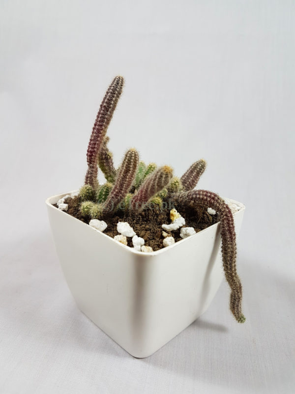 Cleistocactus winteri