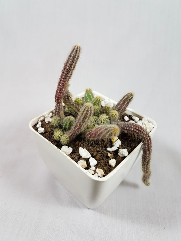 Cleistocactus winteri