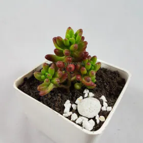 Sedum rubrotinctum | Pink Jelly Bean | Angoori Sedum rubrotinctum | Pink Jelly Bean | Angoori Image