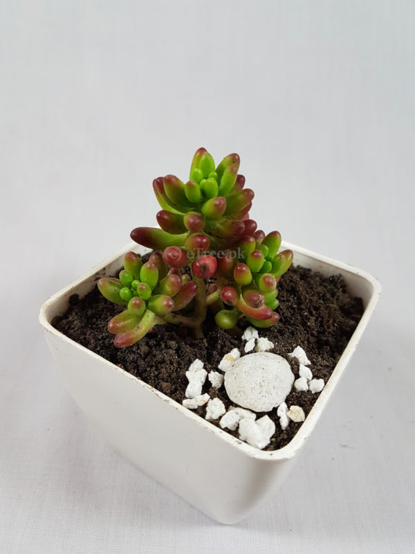 Sedum rubrotinctum | Pink Jelly Bean | Angoori