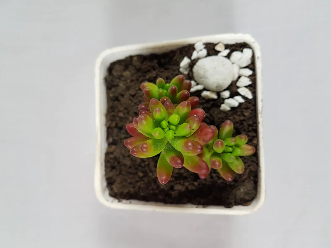 Sedum rubrotinctum