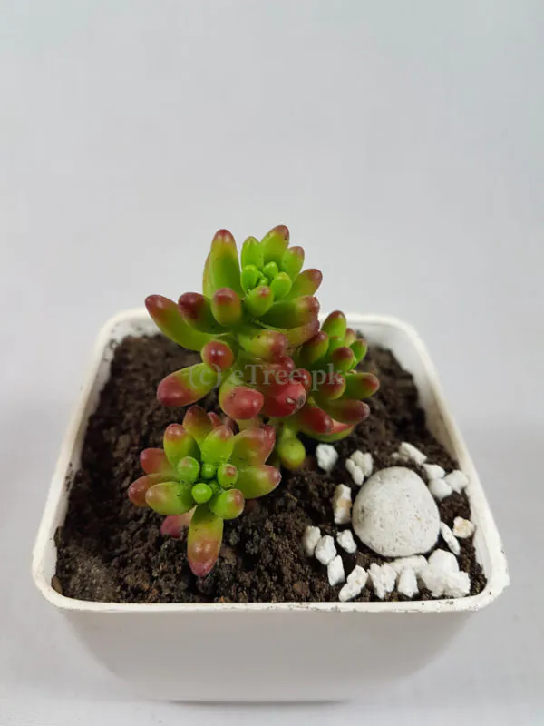 Sedum rubrotinctum