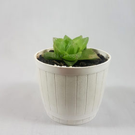 Haworthia cymbiformis Image
