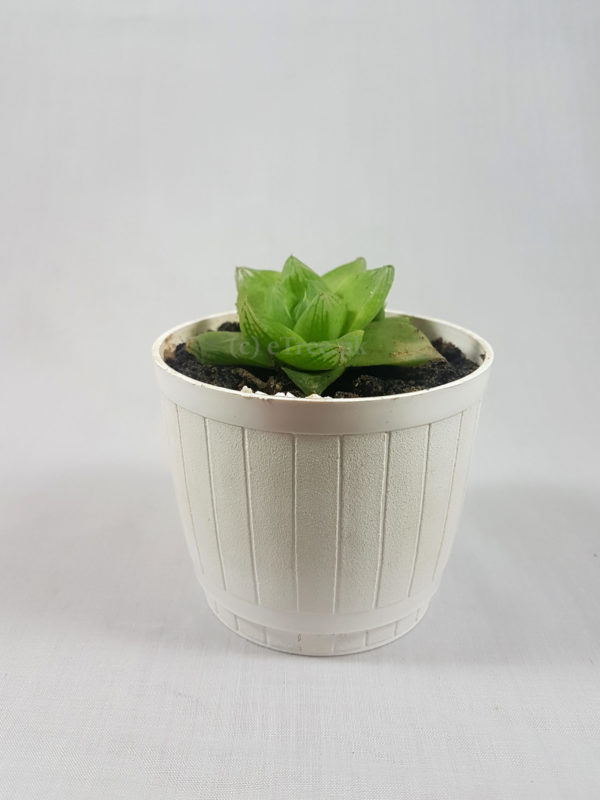 Haworthia cymbiformis
