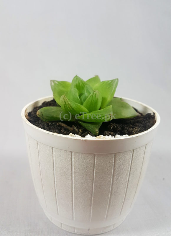 Haworthia cymbiformis