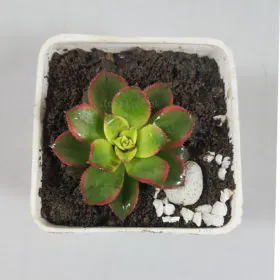Aeonium kiwi Image