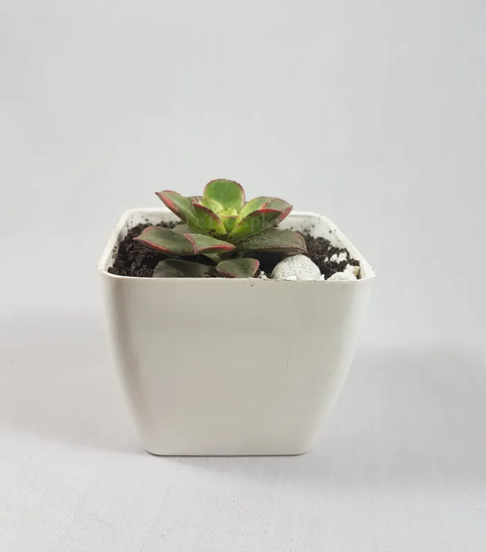 Aeonium kiwi