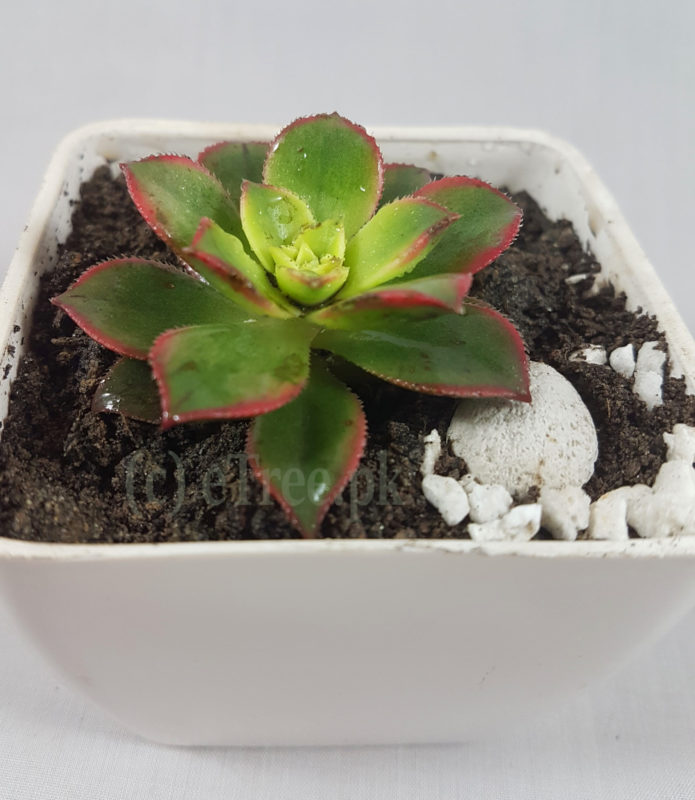 Aeonium kiwi