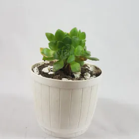 Aeonium arboreum Image