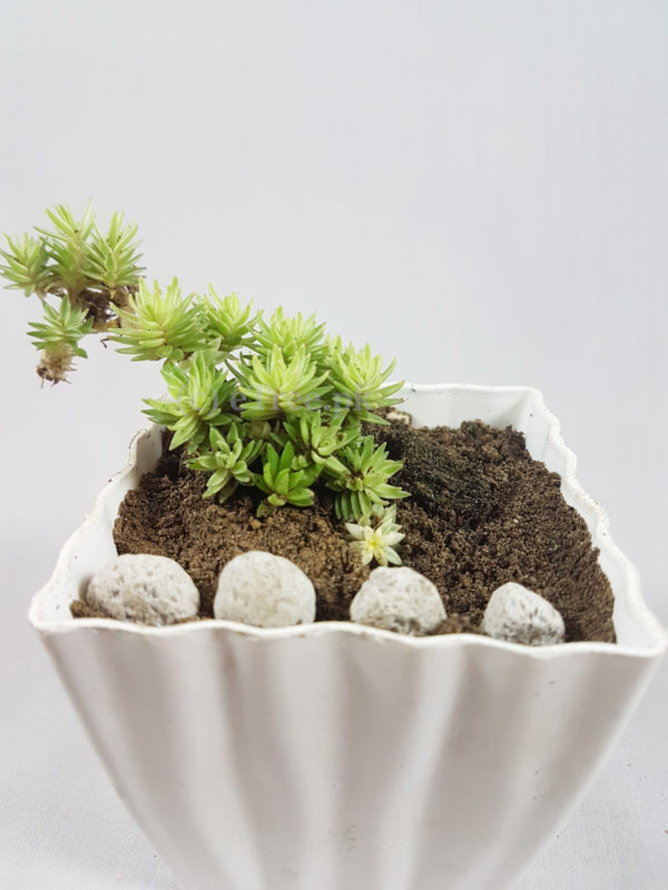 Sedum rupestre | Angelina | Stonecrop