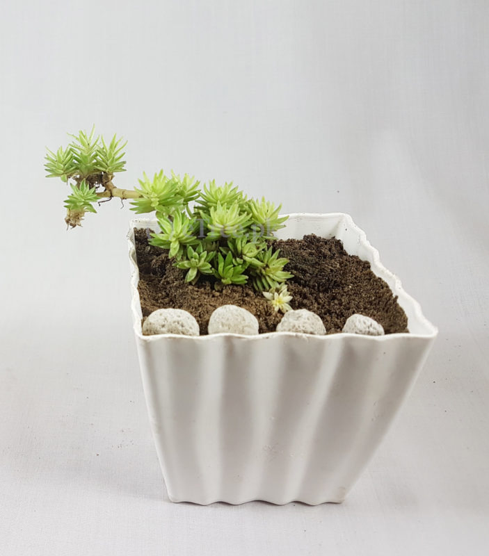 Sedum rupestre