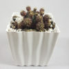 Gymnocalycium bruchii | Gemino Cactus