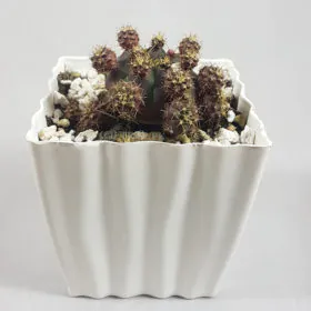 Gymnocalycium bruchii | Gemino Cactus Image