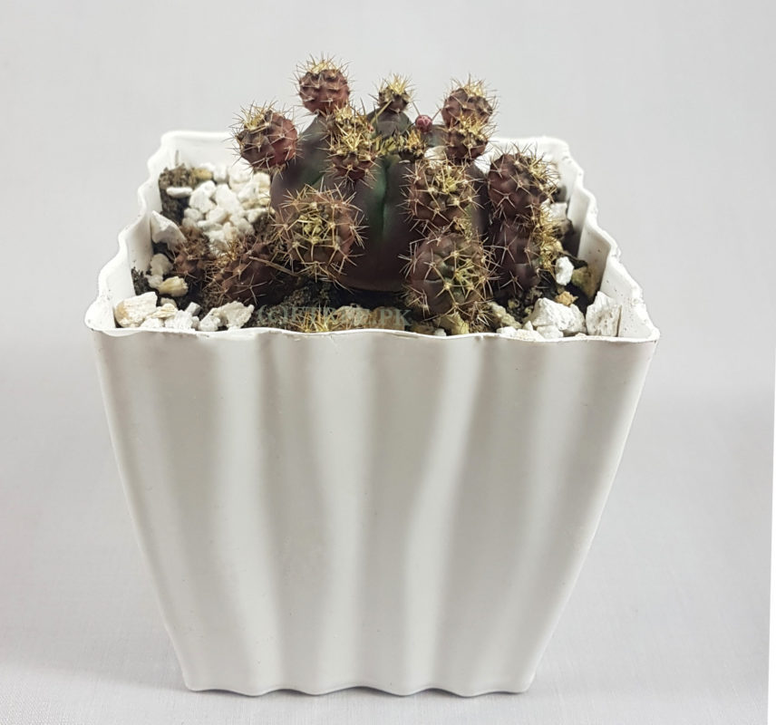 Gymnocalycium bruchii | Gemino Cactus