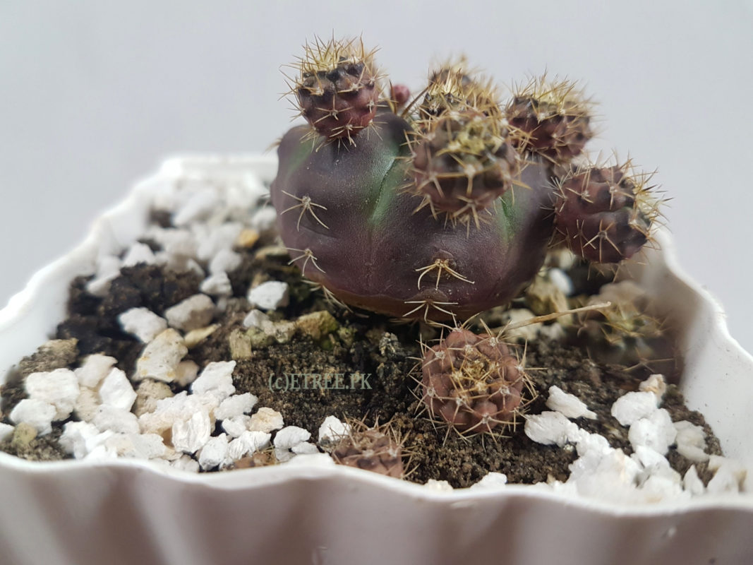 Gymnocalycium bruchii