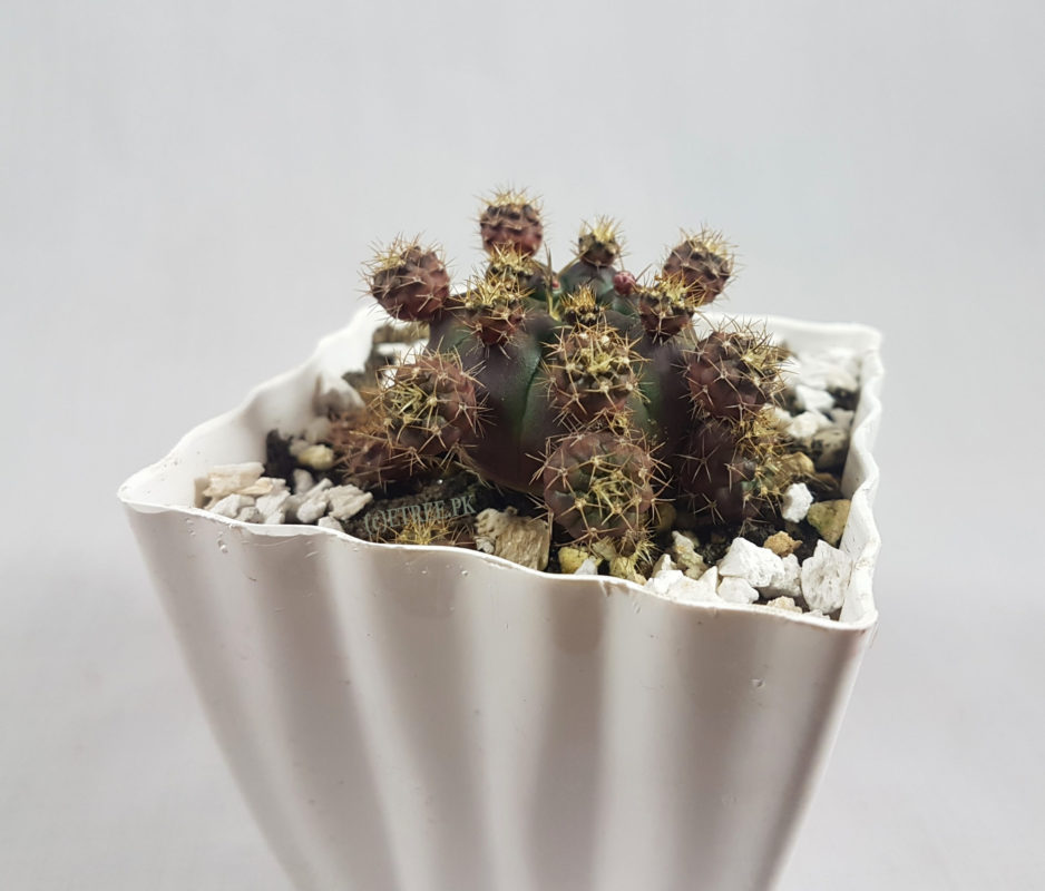 Gymnocalycium bruchii