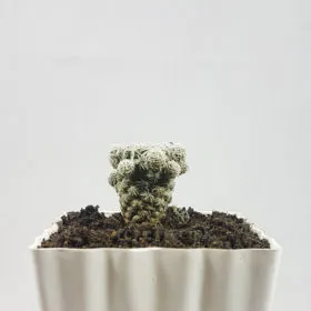 Mammillaria vetula gracilis Mammillaria vetula gracilis Image