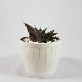 Haworthia attenuata Haworthia attenuata Image