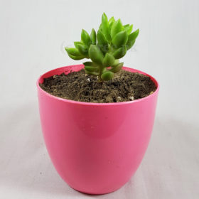 Sedum sp. Image