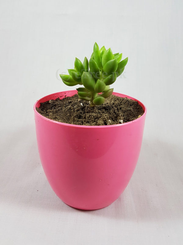 Sedum sp.