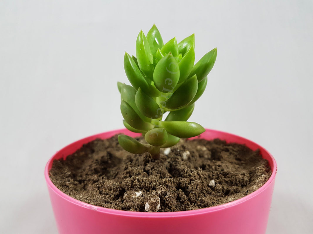Sedum sp.