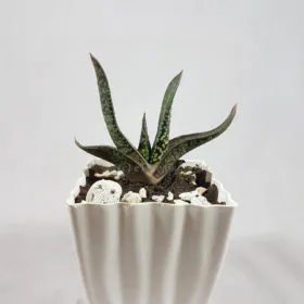 Gasteria Gasteria Image