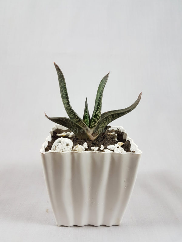 Gasteria