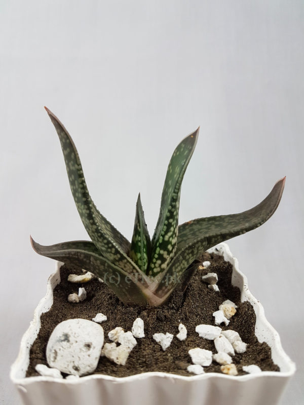 Gasteria