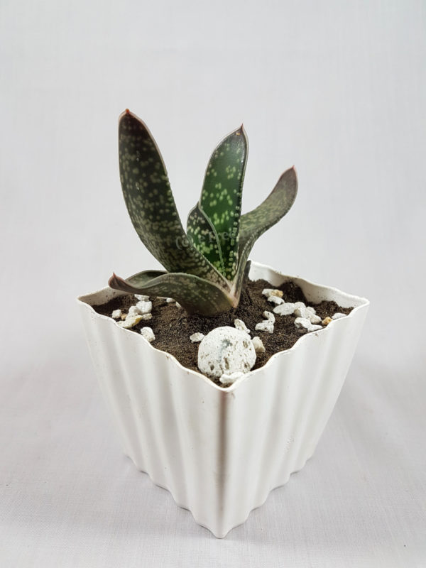 Gasteria