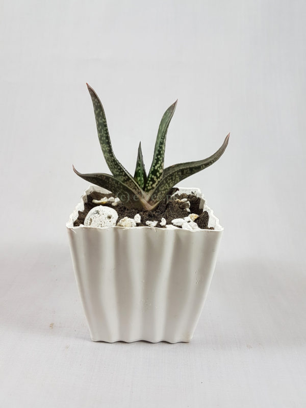 Gasteria