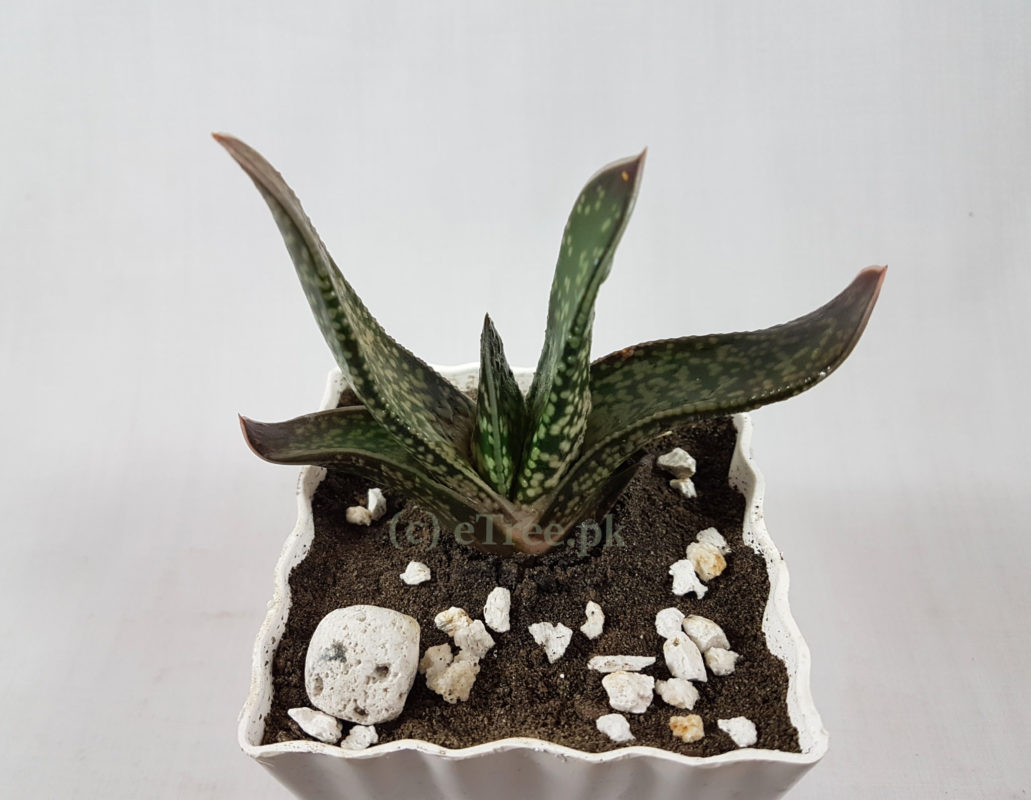 Gasteria