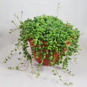 Senecio rowleyanus | Strings of pearl Image