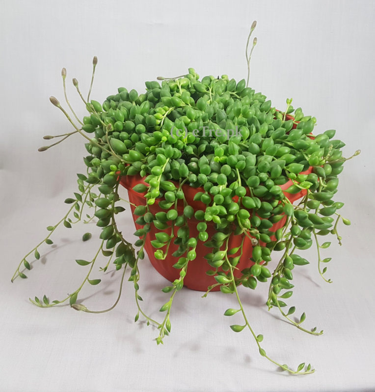 Senecio rowleyanus | Strings of pearl