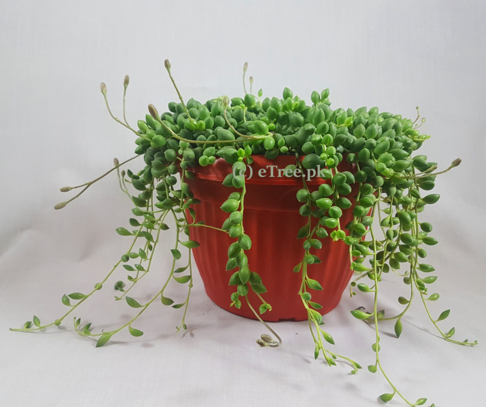 Senecio rowleyanus