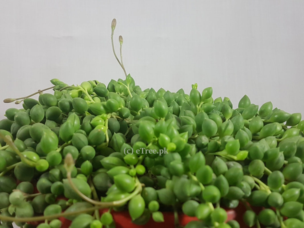 Senecio rowleyanus