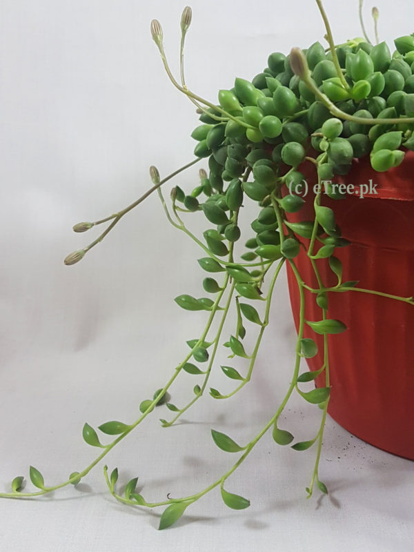 Senecio rowleyanus