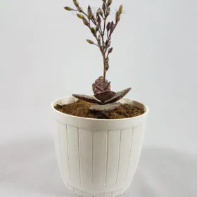 Kalanchoe humilis Image