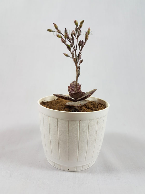 Kalanchoe humilis