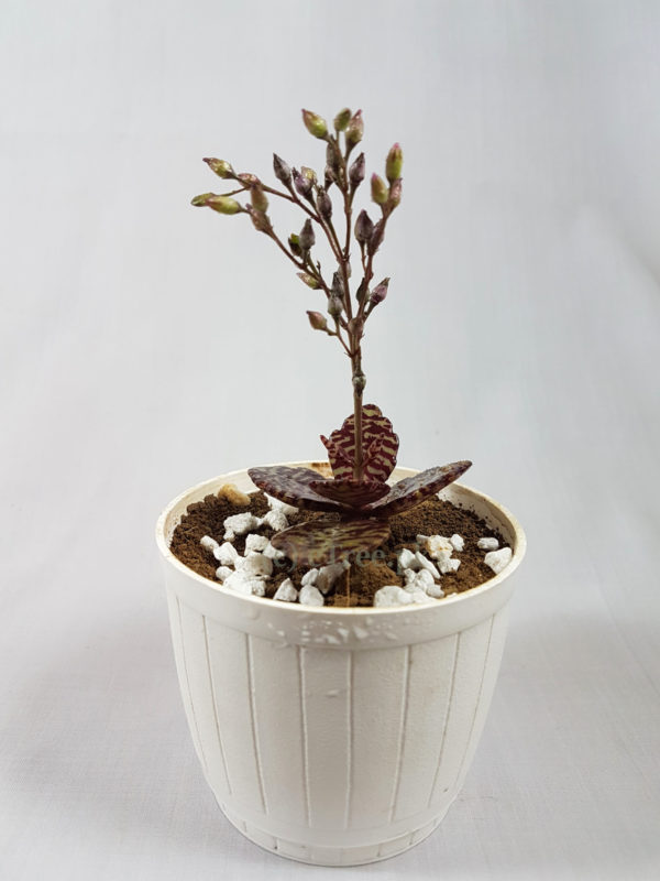 Kalanchoe humilis