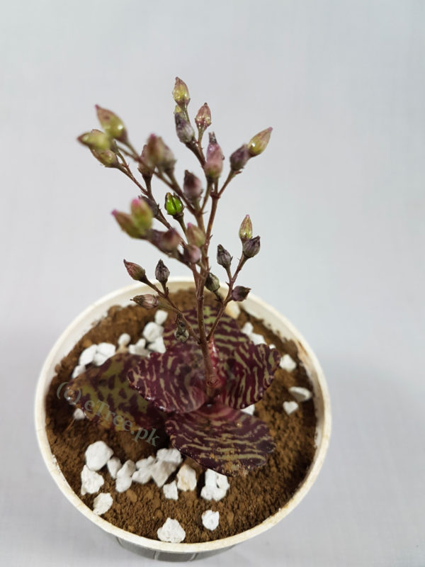 Kalanchoe humilis