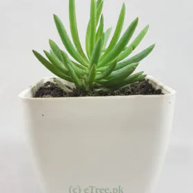 Crassula tetragona Crassula tetragona Image