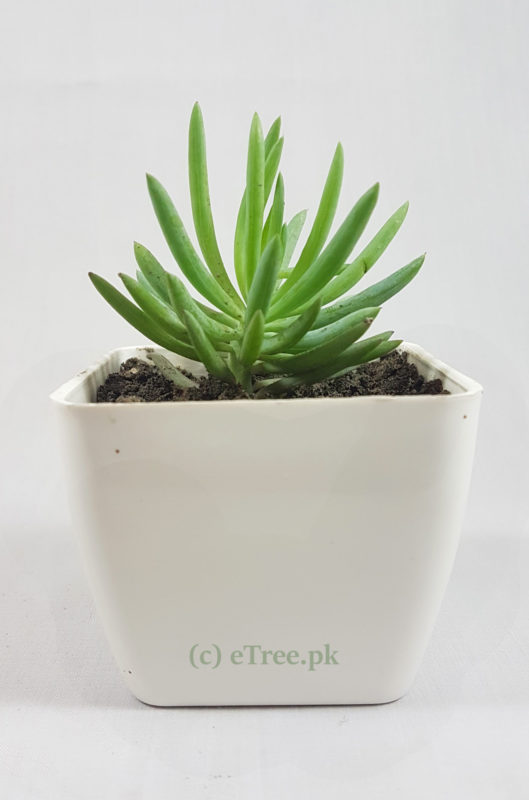 Crassula tetragona