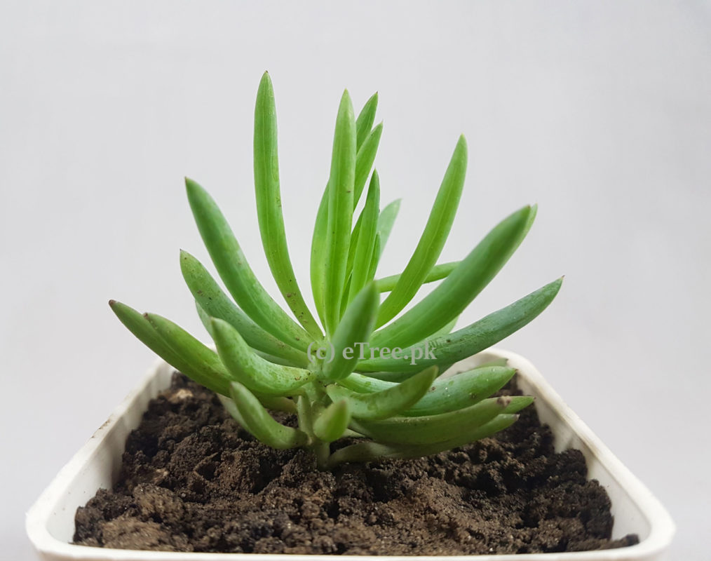 Crassula tetragona