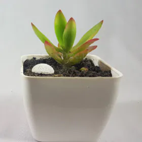 Crassula rubricaulis Image