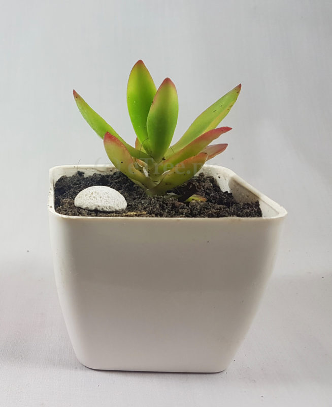 Crassula rubricaulis