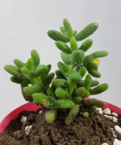 Delosperma echinatum | Pickle Plant