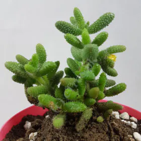 Delosperma echinatum | Pickle Plant Image