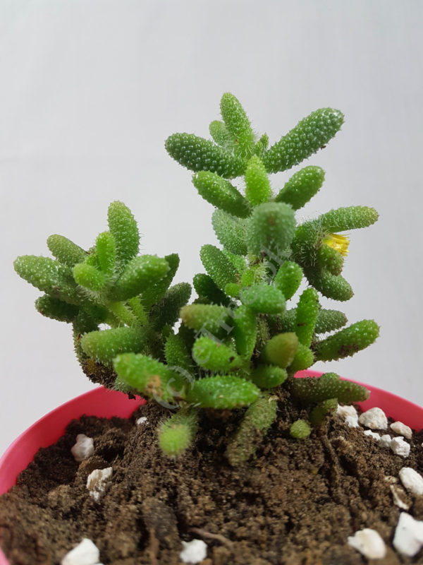 Delosperma echinatum | Pickle Plant