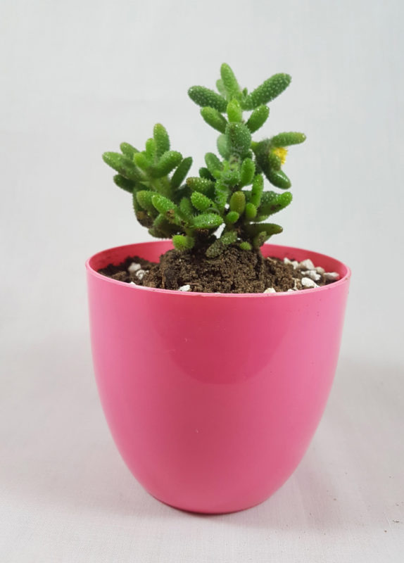 Delosperma echinatum