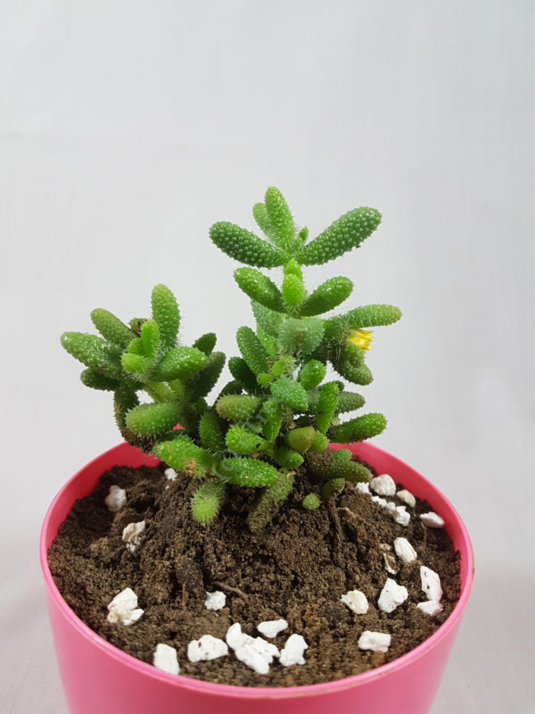 Delosperma echinatum